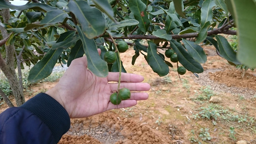 Không ồ ạt mở rộng diện tích mắc ca ảnh 2